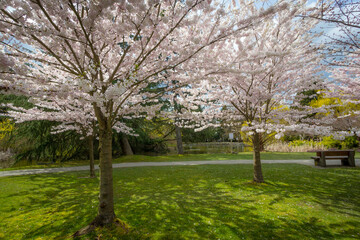 Cherry blossoms, trees, spring, beautiful, Richmond BC