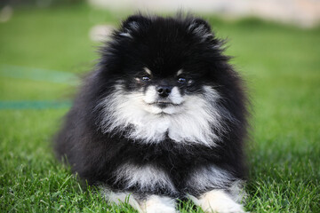 black spitz dog on the grass