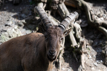 mountain goat on a rock