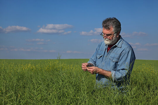 Agronomist or farmer examining canola crop in field with sky and clouds in background, rapeseed plants in late spring