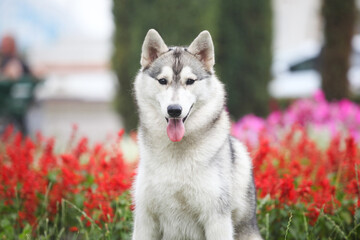 Siberian husky and flower 