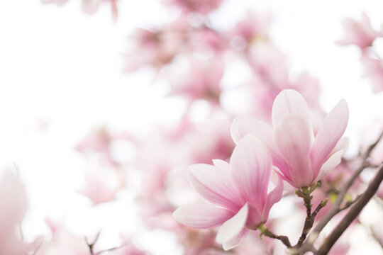 Spring floral background with magnolia flowers © Olha Sydorenko