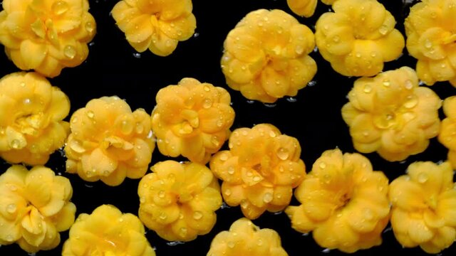 Flowers. Yellow flowers floating on water with black background. Beautiful top view of kalanchoe blossom flower heads turning. Fluid motion.