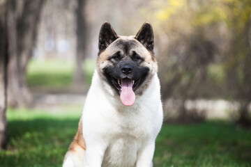 American akita walks in nature