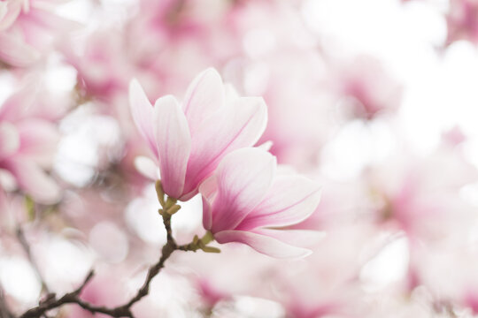 Magnolia flowers spring blossom background © Olha Sydorenko