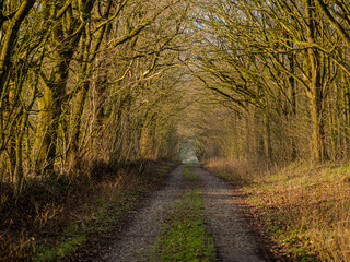 In the northern woods