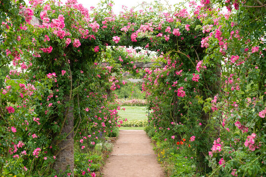 rosen garten durchgang  torbogen weg mit blumenbeet bl&uuml;hen rot blumenpark