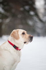 Dog in winter nature. Yellow labrador retriever