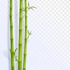 Green bamboo trunks, Chinese plants decoration
