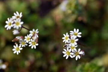 Winzige Blüten einer Frühlings-Hungerblume