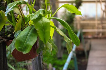 A flowerless orchid with lush healthy green leaves in a red pot. Growing tropical plants in a greenhouse. Proper care of house flowers. Blurred backdrop. Place for text.