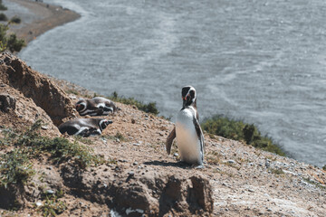 Obraz premium Penguins on the rock