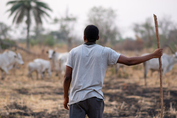 african herdsman rearing cattle, watching over as they graze in the bushes