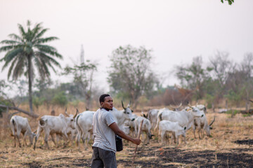 african herdsman rearing cattle, watching over as they graze in the bushes
