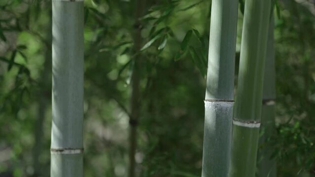 4K・Bamboo forest・竹林