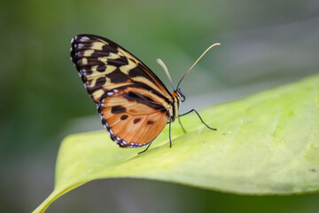 Fototapeta na wymiar Butterflies in the cloud forest of Ecuador
