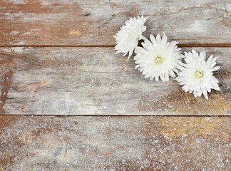 Obraz premium White chrysanthemum flowers and snow on a wooden background