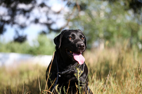 black labrador in the forest