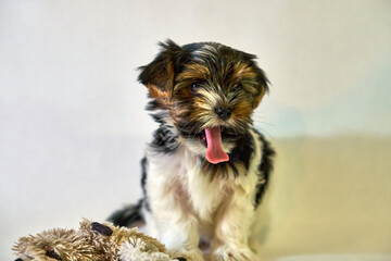 The puppy yawns and stuck out his tongue a small Yorkshire terrier. Small dog on a white background with a cute bow. A romantic photo with a pet and a baby animal. High quality photo