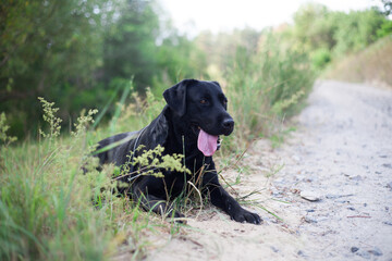 black labrador in the forest