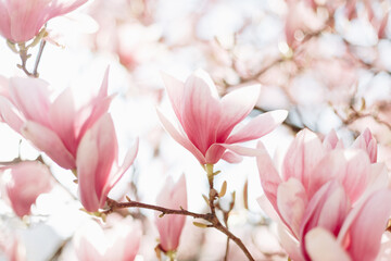 Blooming magnolia tree in the spring. Selective focus