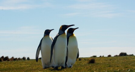 Fototapeta premium SONY DSC