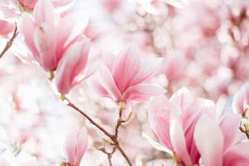 Magnolia flowers in the morning light. Pastels colors