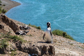 Obraz premium Penguins on the rock