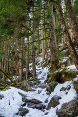 Snow covered hiking trails as they wind their way through green forests and snow covered trees