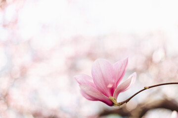 Fototapeta na wymiar Spring floral background. Beautiful light pink magnolia flowers in soft light