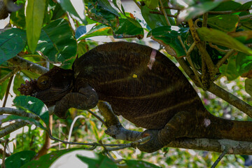 Cameleon © Michael