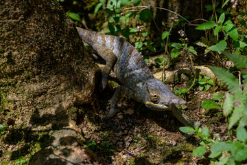 Cameleon © Michael