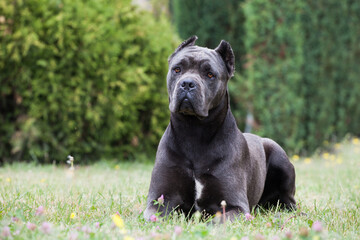 Dog breed cane corso in the park