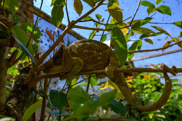 Cameleon © Michael