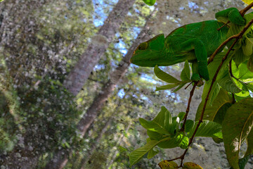 Cameleon © Michael