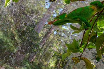 Cameleon © Michael