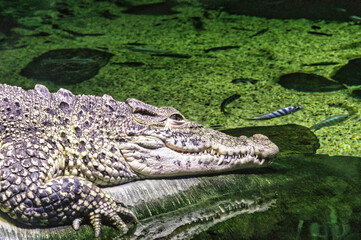 alligator in the swamp