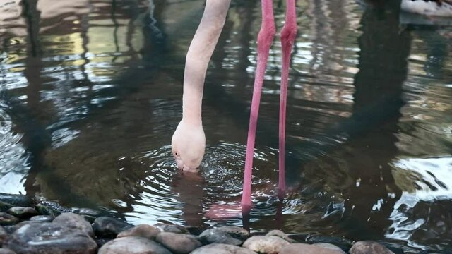 Closeup view of a greater flamingo drinking water in a pond behind the fence in a zoo. Keeping wild birds and animals captive for tourist entertainment. Funny long pink legs and neck of a unique bird.
