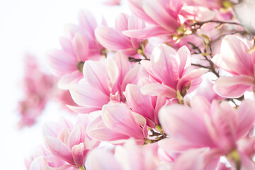 Spring background. Beautiful light pink magnolia flowers in soft light