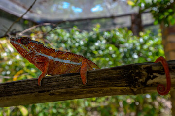 Cameleon © Michael