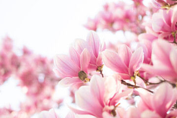 Fototapeta na wymiar Spring floral background with pink magnolia flowers