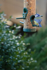blue tit on a feeder filled with grain