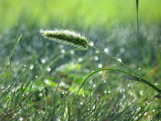 Dew drops on the grass
