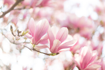 Magnolia flowers spring blossom background