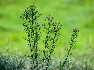 green grass