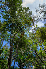 Fototapeta premium King of the forest
