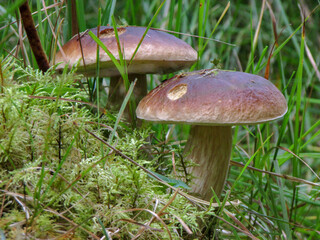 mushroom in the grass