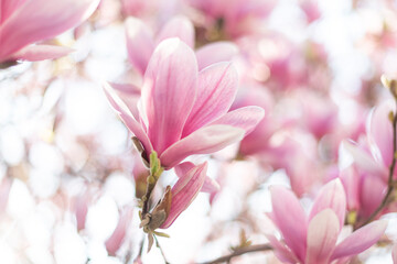 Fototapeta na wymiar Spring floral background. Close up of light pink magnolia flowers in soft light