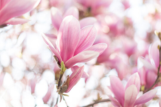 Spring floral background. Close up of light pink magnolia flowers in soft light © Olha Sydorenko