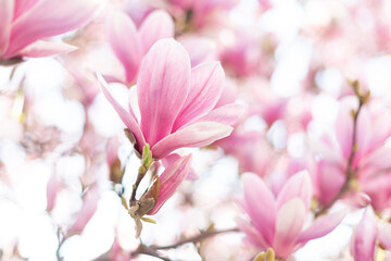 Spring floral background with magnolia flowers